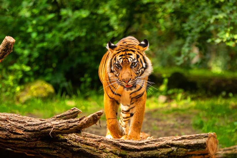 Haridwar | Rishikesh | Mussoorie | Corbett | Uttarakhand